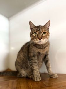 Кошечка Адель из приюта в добрые руки сидит на полке