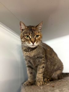 Кошечка Адель из приюта в добрые руки сидит на полке