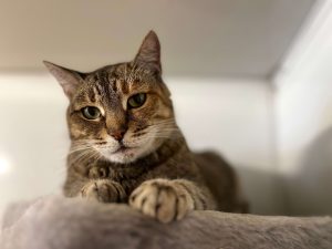 Кошечка Адель из приюта в добрые руки лежит и смотрит вперед