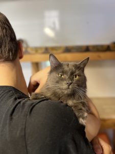 Кошка Арджента в дар из приюта сидит на плече