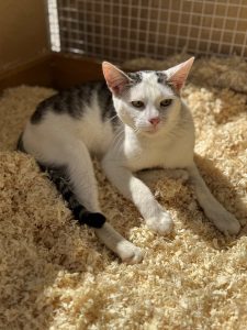 Котенок Зайчик из приюта ледит на опилках