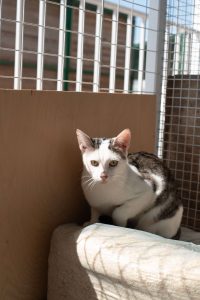 Котенок Зайчик из приюта сидит на полке