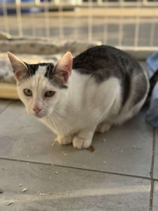 Котенок Зайчик из приюта сидит, поджав лапки
