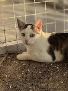 Котенок Зайчик из приюта лежит