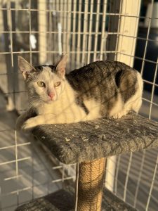 Котенок Зайчик из приюта лежит на полке