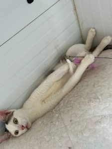 Котенок Зайчик из приюта лежит, вытянувшись вдоль стены