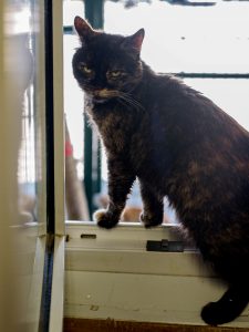 Кошка Триша из приюта в дар стоит на подоконнике