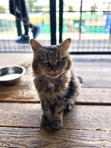 Кот Дизель в добрые руки сидит и смотрит вперед на вас