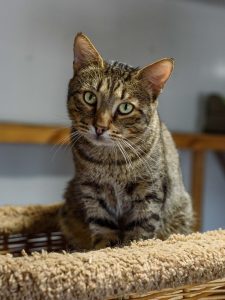 Кот Ламберт в добрые руки