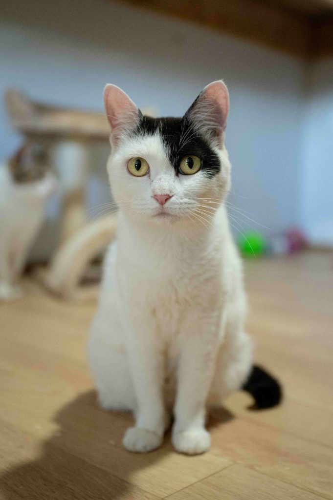 Кошка Элис ищет дом
