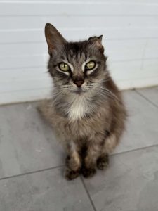 Кошечка Таня из приюта