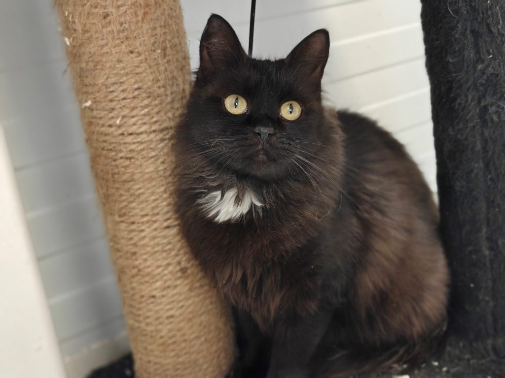 Кошка Мисти в добрые руки