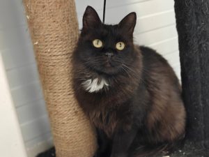 Кошка Мисти в добрые руки