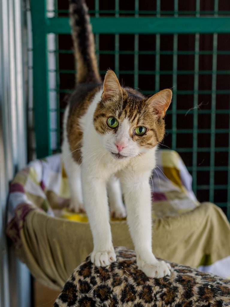 Кошка Нефрит в дар