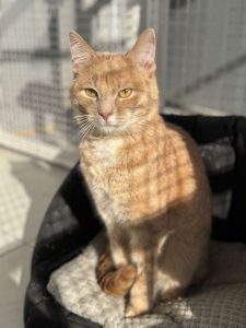 Кот Мандарин из приюта