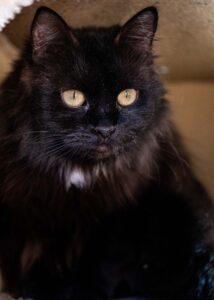Кошка бесплатно в добрые руки