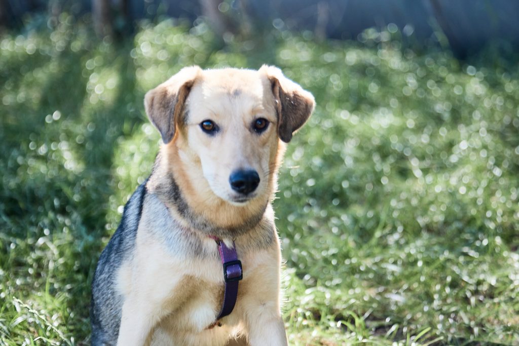 Молодая и нежная собака