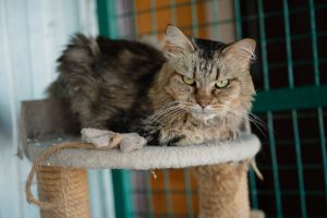 Кот Дизель в добрые руки лежит на полке