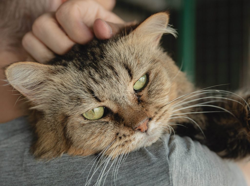 Кот Дизель в добрые руки, мордочка крупным плпаном