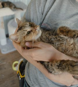Кот Дизель в добрые руки лежит на руках