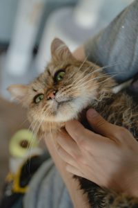 Кот Дизель в добрые руки гладится на руках