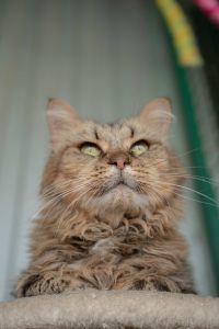 Кот Дизель в добрые руки сидит и смотрит вверх