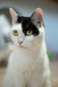 ANF_5211