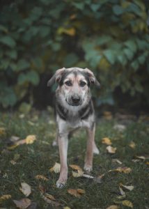 Милая девочка в добрые руки