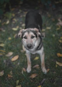 Милая девочка в добрые руки