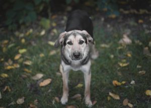 Милая девочка в добрые руки