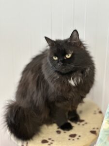 Кошка бесплатно в добрые руки