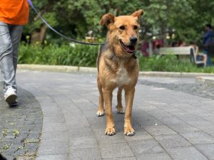 Рыжая и небольшая собака