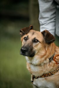 Рыжая молодая собака