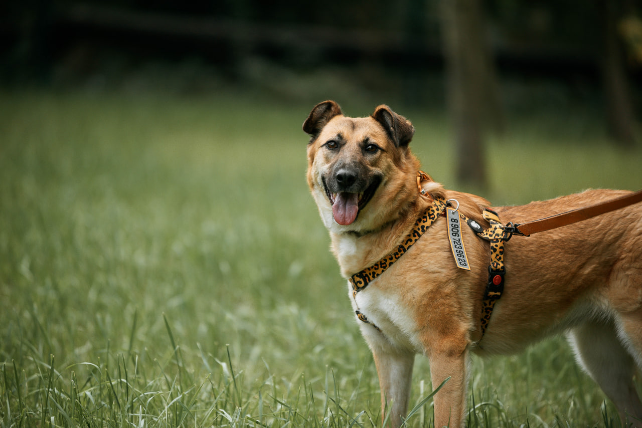 Рыжая молодая собака