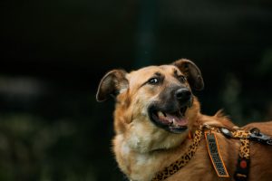 Рыжая молодая собака