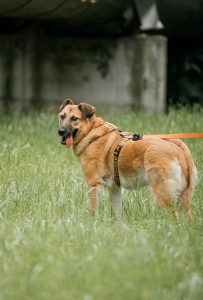 Рыжая молодая собака