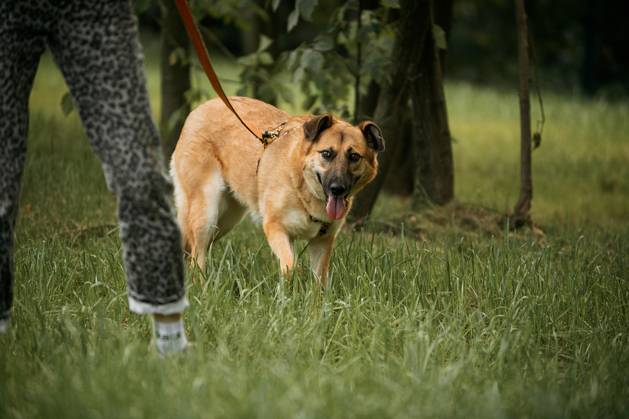 Рыжая молодая собака