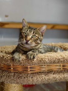 Кот Ламберт в добрые руки