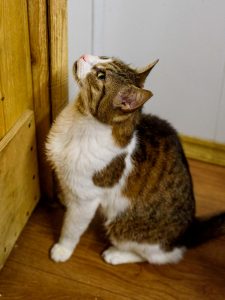Кошка Нефрит в дар
