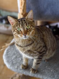 Кот Шницель из приюта