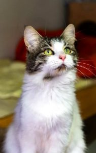 Кошка Чиколетта в дар