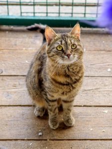 Кошка Тэфи в добрые руки