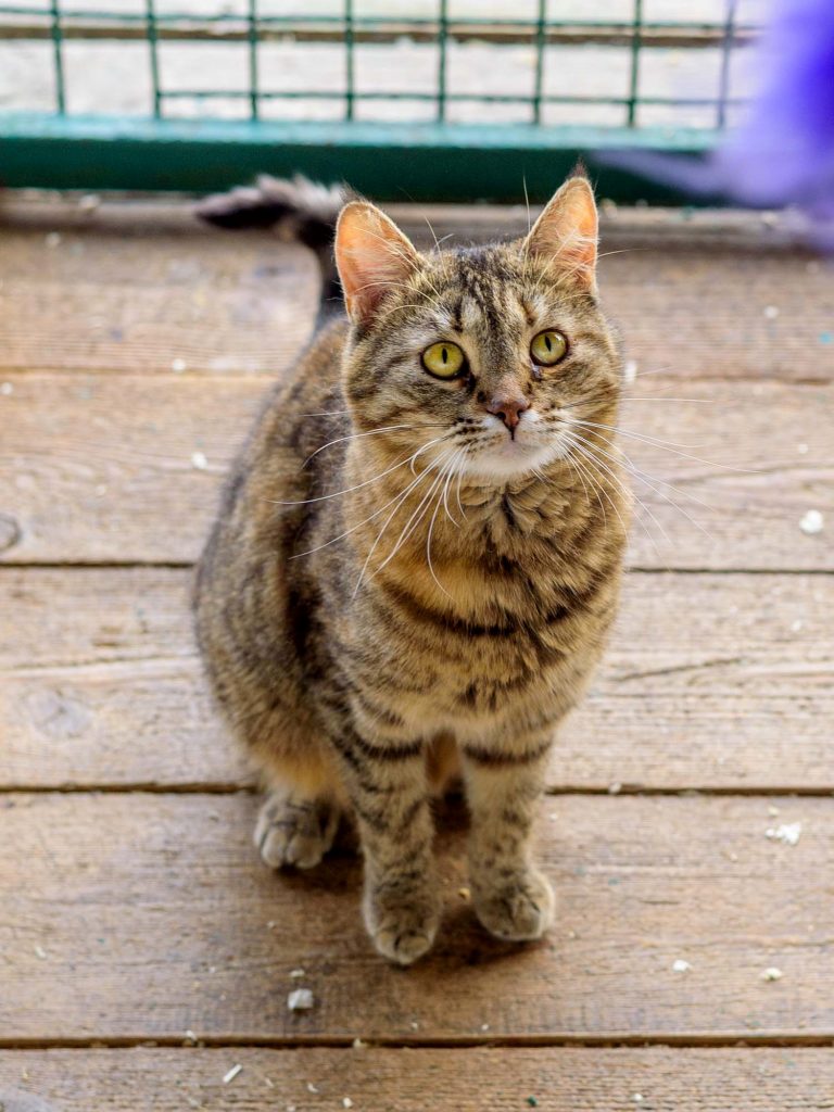 Кошка Тэфи в добрые руки