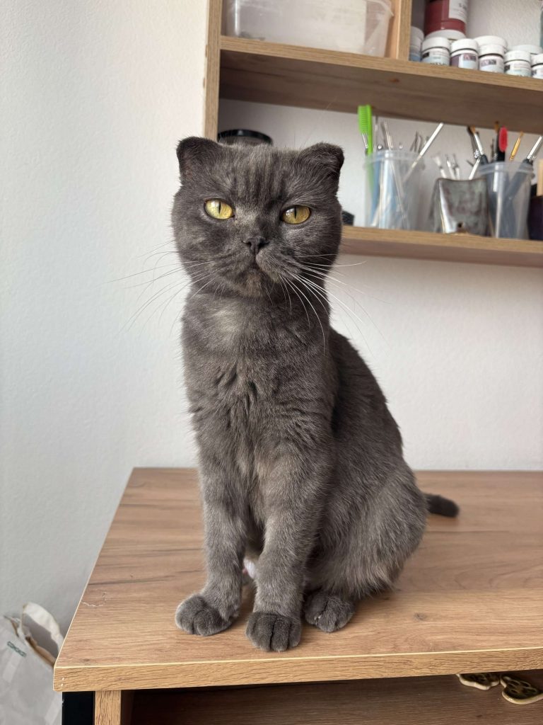 Кошка Шакира в добрые руки