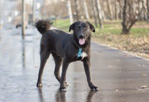 Черная красивая собака в дар