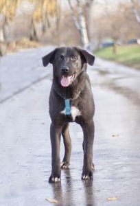 Черная красивая собака в дар