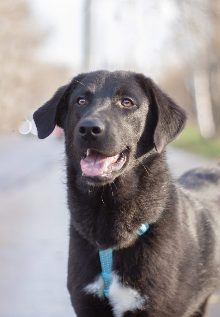 Черная красивая собака в дар