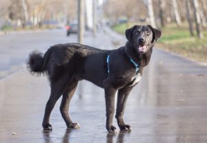 Черная красивая собака в дар