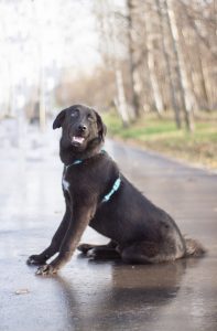 Черная красивая собака в дар