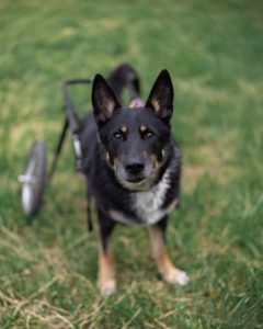 Черный пес с надеждой